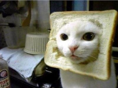 変なポーズの猫画像ください