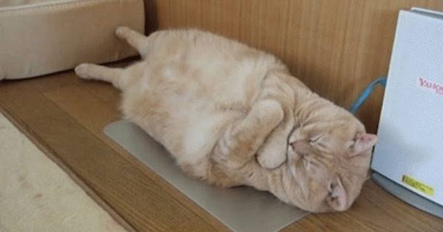 変なポーズの猫画像ください