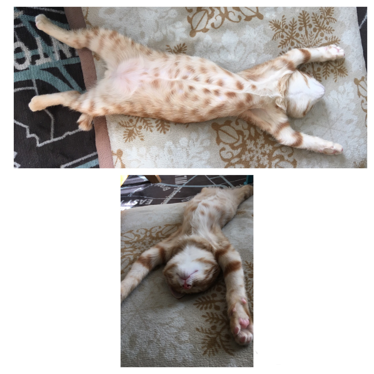 変なポーズの猫画像ください