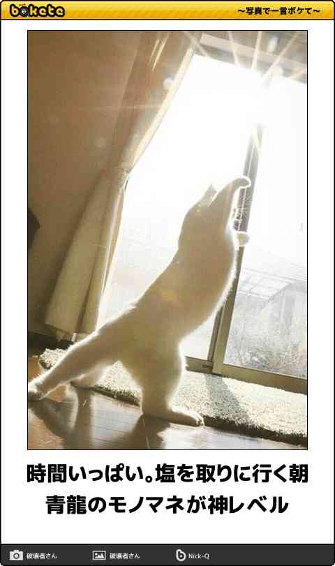 変なポーズの猫画像ください
