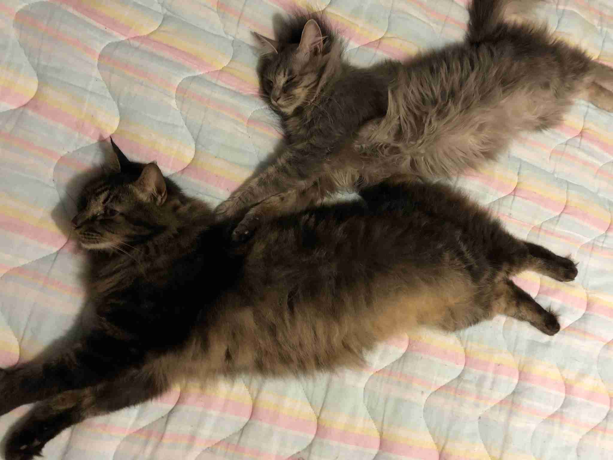 変なポーズの猫画像ください
