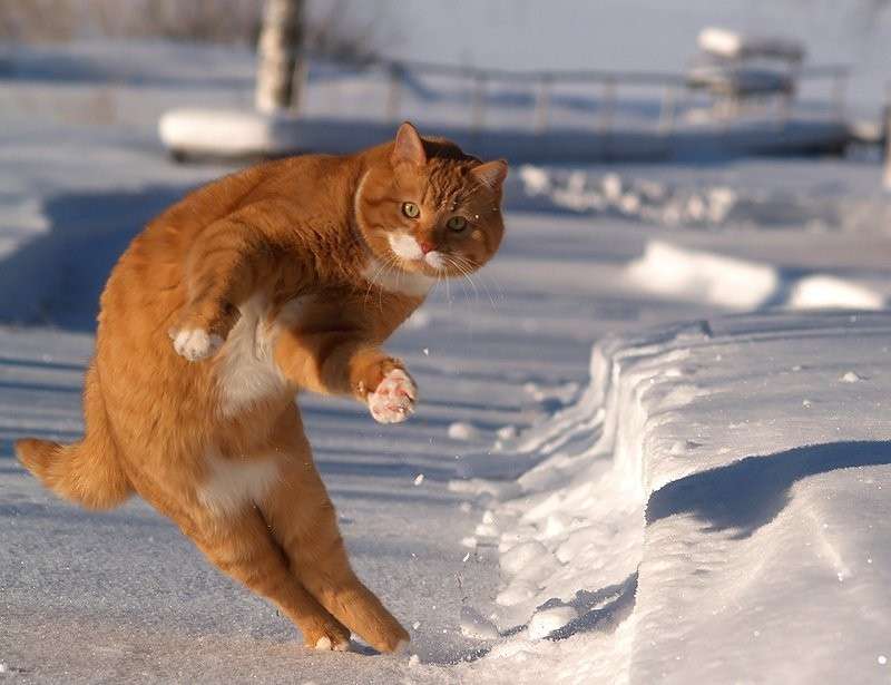 変なポーズの猫画像ください