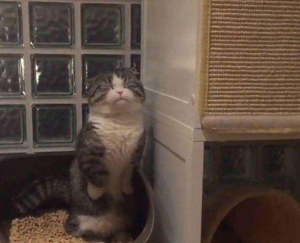 変なポーズの猫画像ください