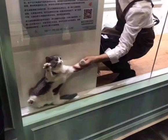 変なポーズの猫画像ください
