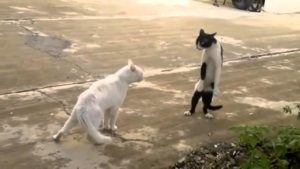変なポーズの猫画像ください