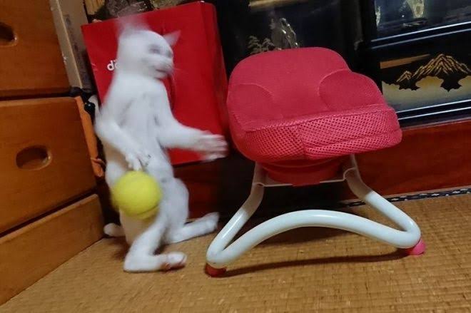 変なポーズの猫画像ください