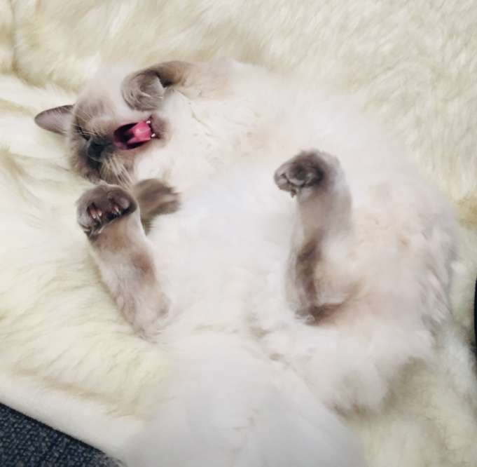 変なポーズの猫画像ください