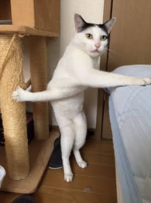 変なポーズの猫画像ください