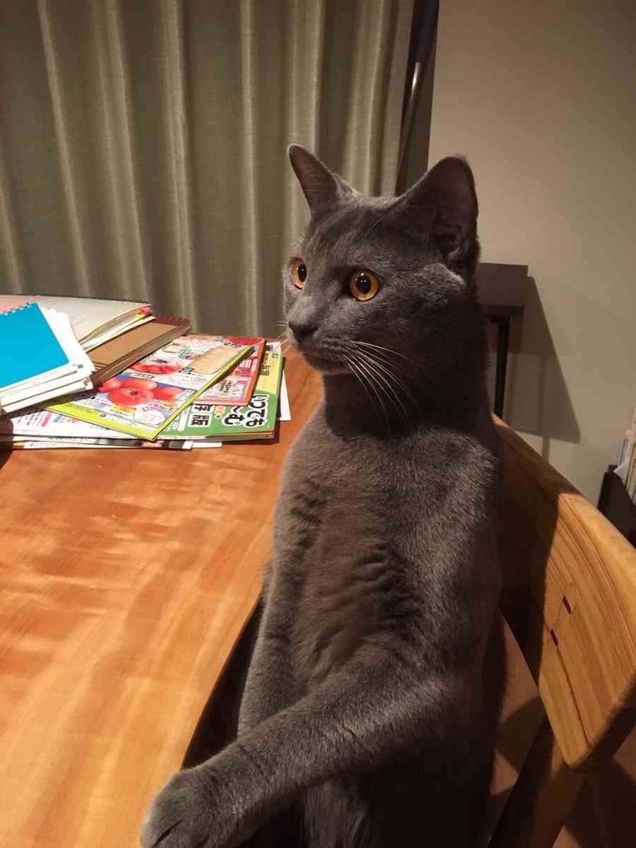 変なポーズの猫画像ください