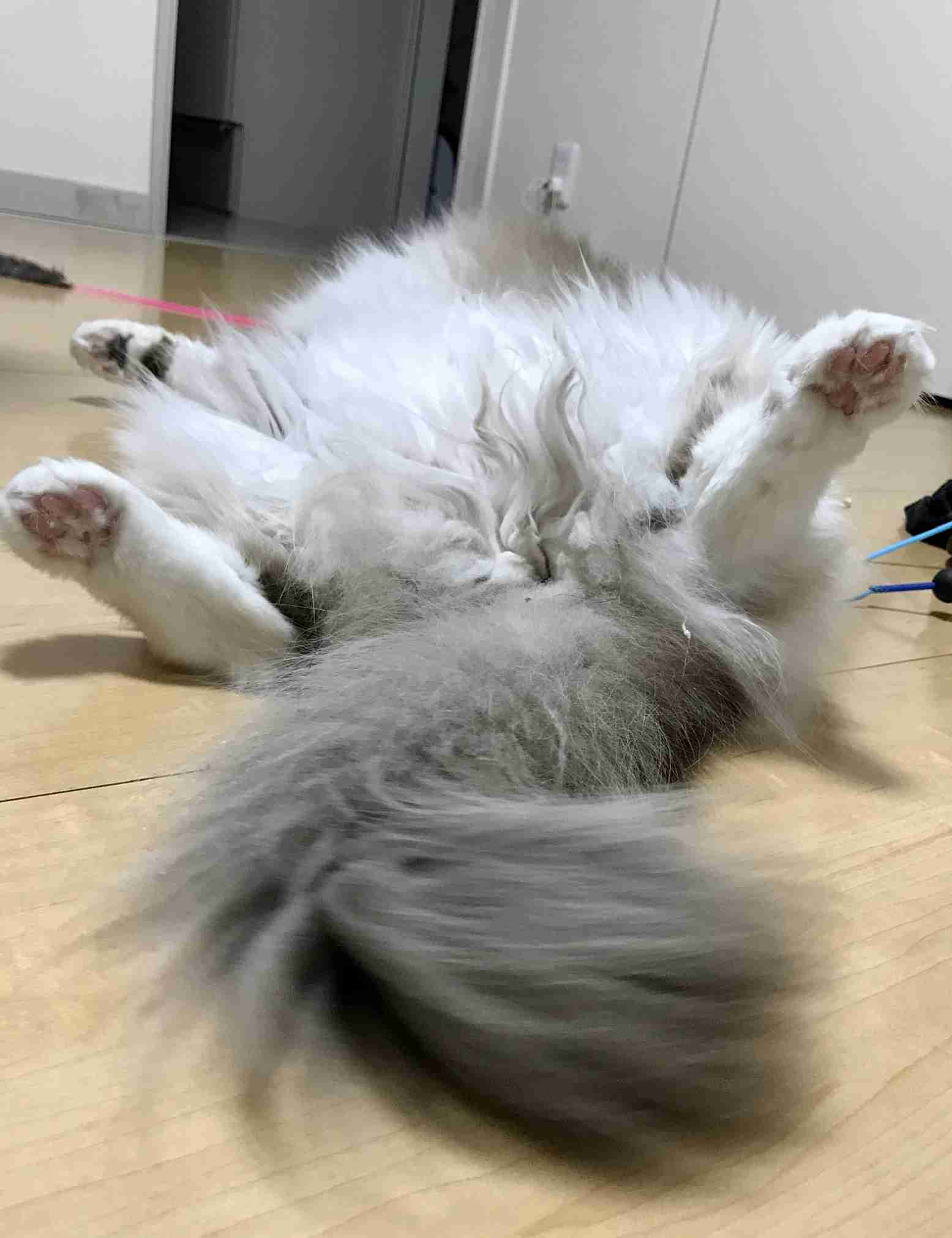 変なポーズの猫画像ください