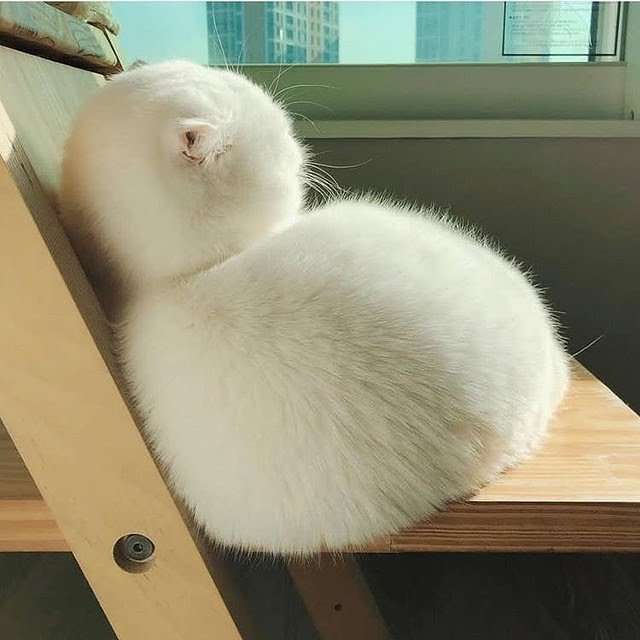 変なポーズの猫画像ください