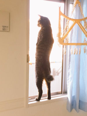変なポーズの猫画像ください