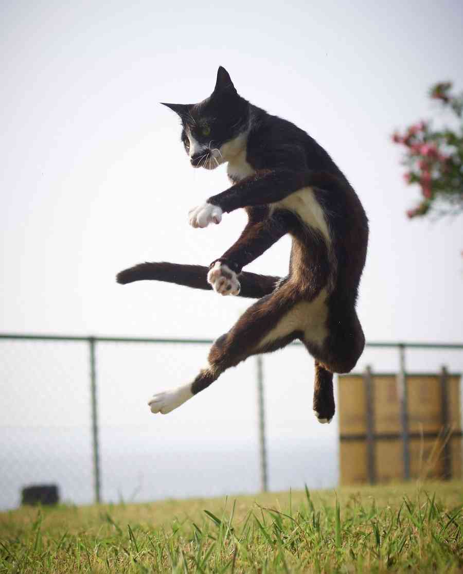 変なポーズの猫画像ください