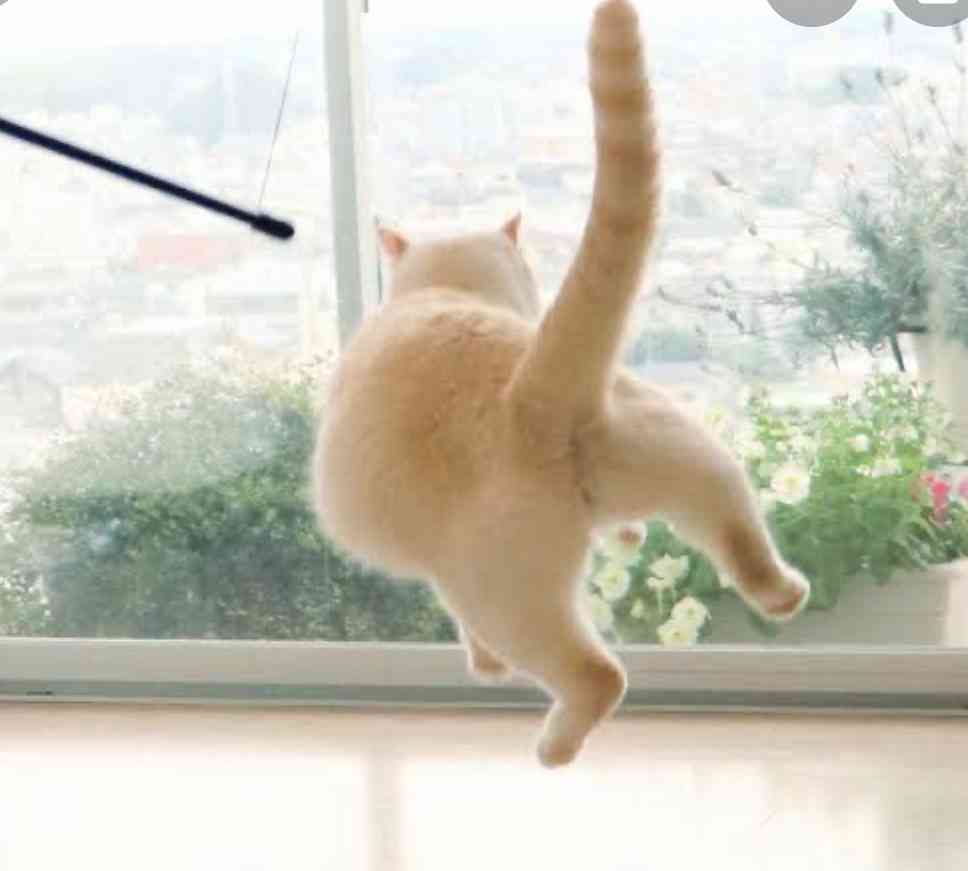変なポーズの猫画像ください