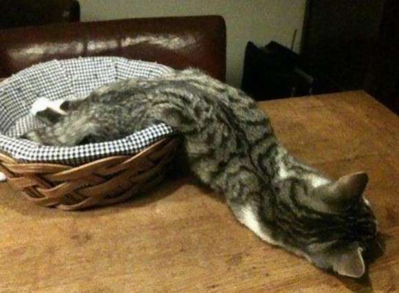 変なポーズの猫画像ください