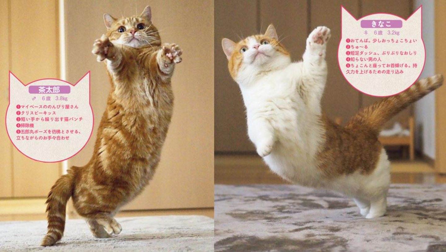 変なポーズの猫画像ください