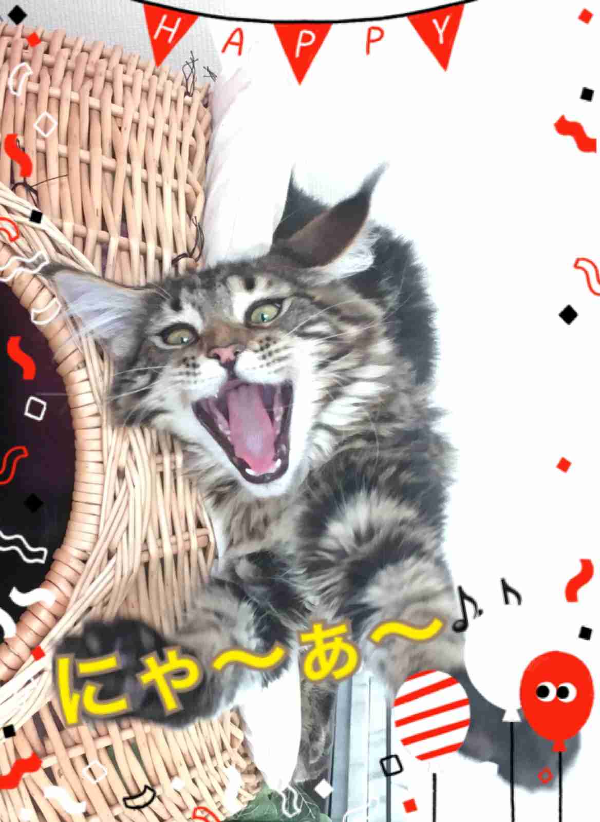 変なポーズの猫画像ください