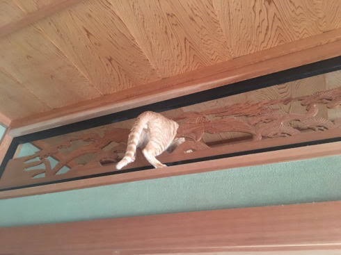 変なポーズの猫画像ください