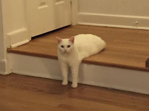 変なポーズの猫画像ください