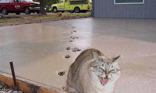 変なポーズの猫画像ください