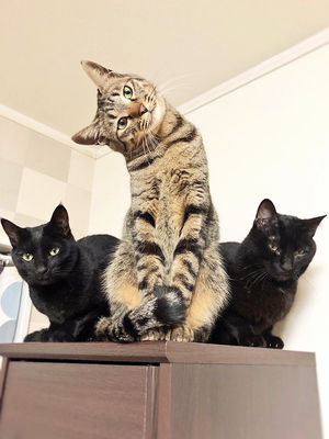 変なポーズの猫画像ください