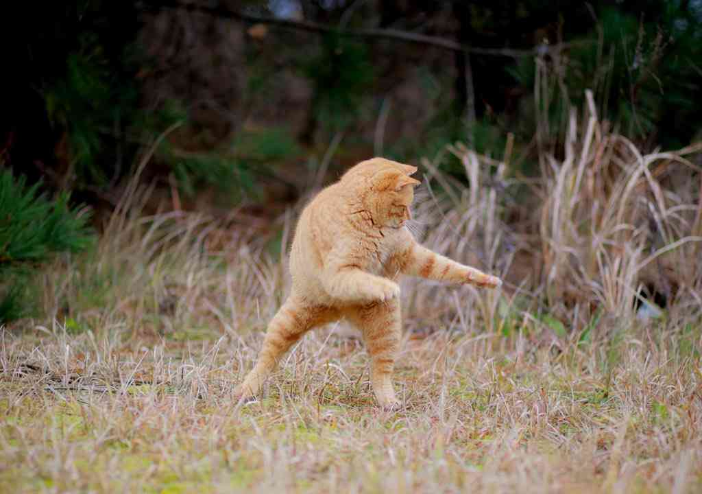 変なポーズの猫画像ください