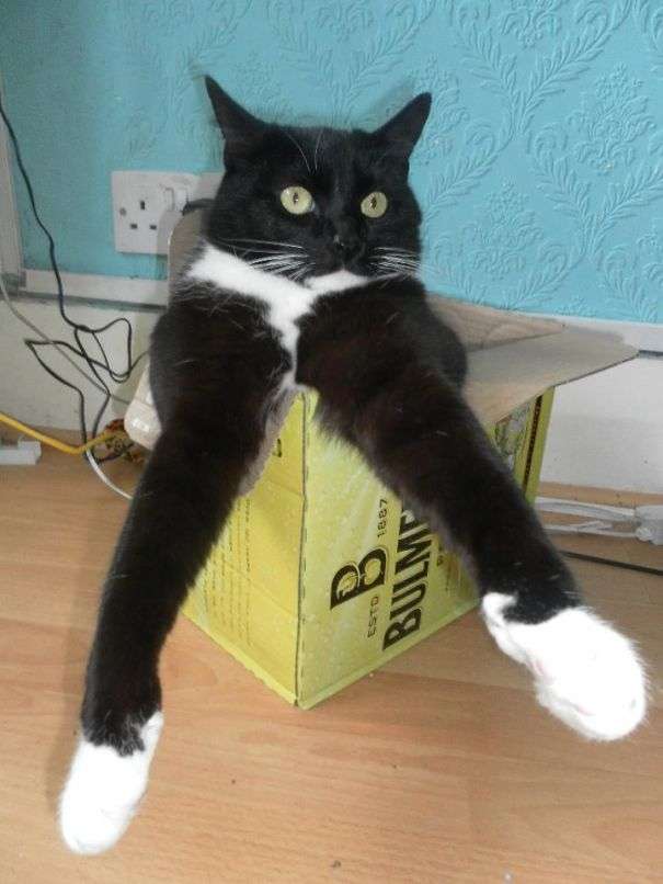 変なポーズの猫画像ください