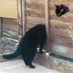 変なポーズの猫画像ください