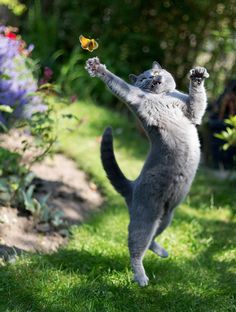 変なポーズの猫画像ください