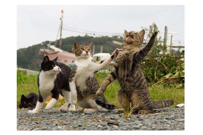 変なポーズの猫画像ください