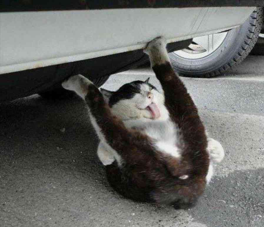 変なポーズの猫画像ください