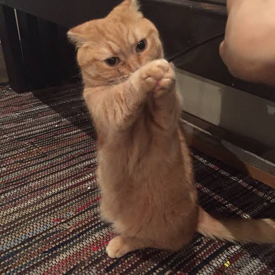 変なポーズの猫画像ください