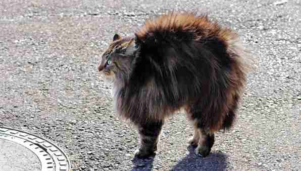 変なポーズの猫画像ください