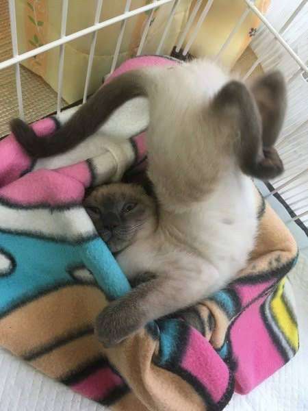 変なポーズの猫画像ください