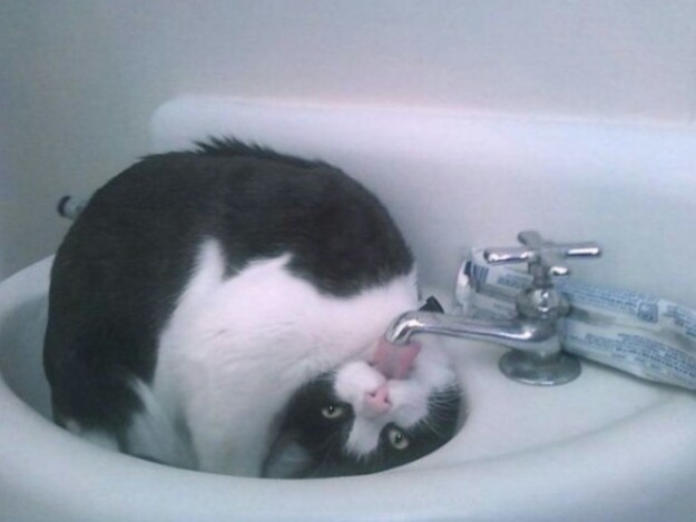 変なポーズの猫画像ください