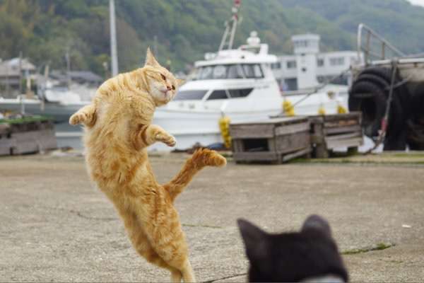 変なポーズの猫画像ください