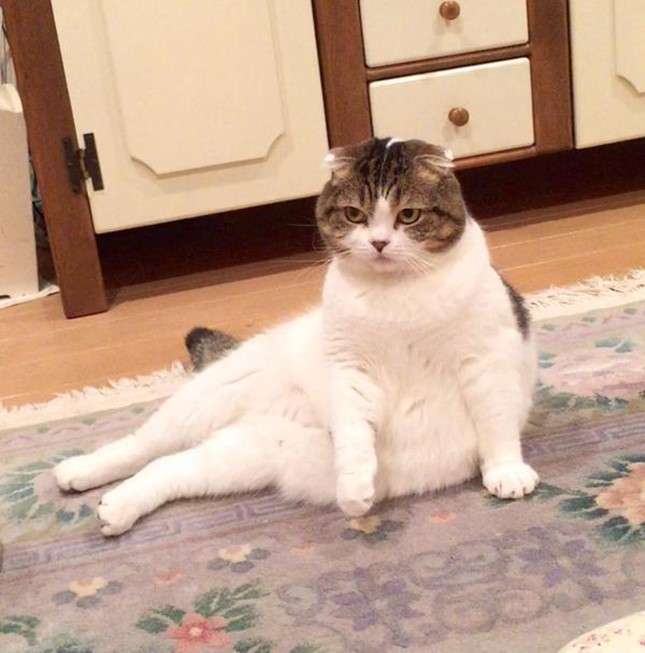 変なポーズの猫画像ください