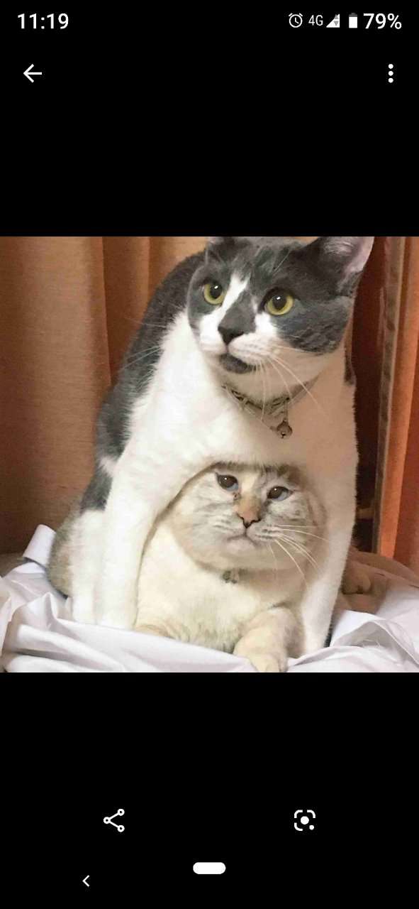 変なポーズの猫画像ください