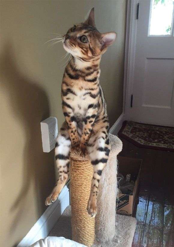 変なポーズの猫画像ください