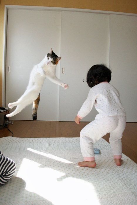 変なポーズの猫画像ください