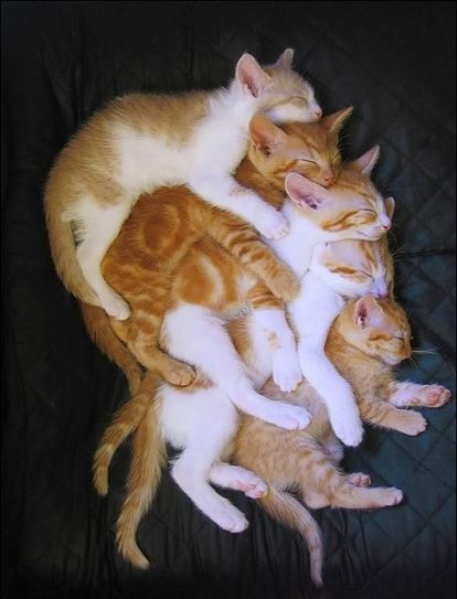変なポーズの猫画像ください