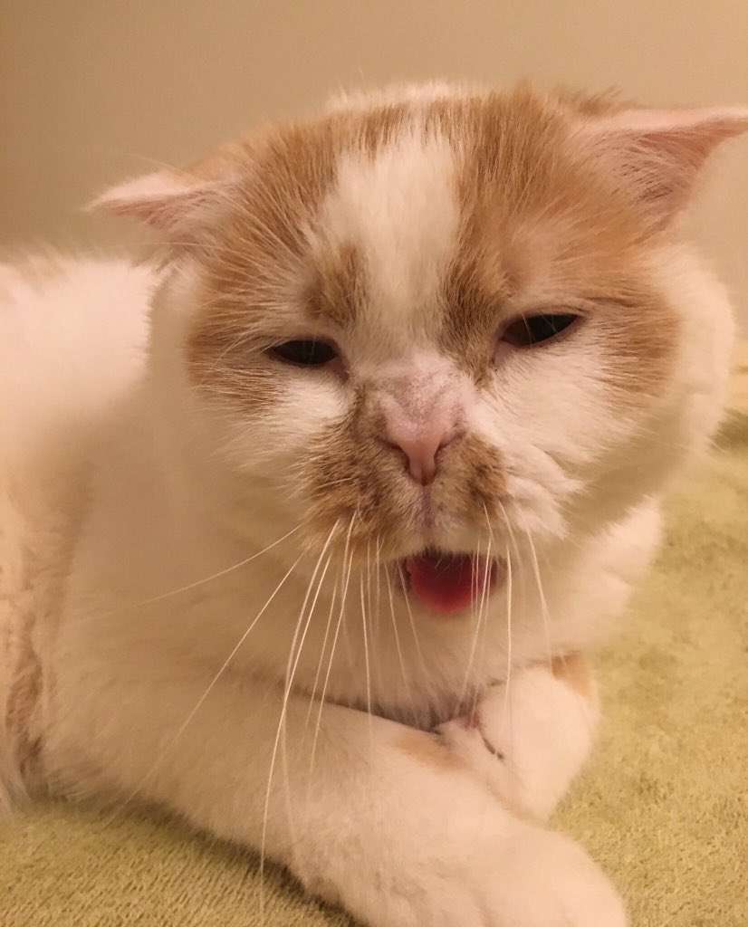 変なポーズの猫画像ください