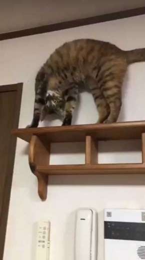 変なポーズの猫画像ください