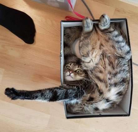 変なポーズの猫画像ください