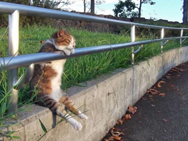 変なポーズの猫画像ください