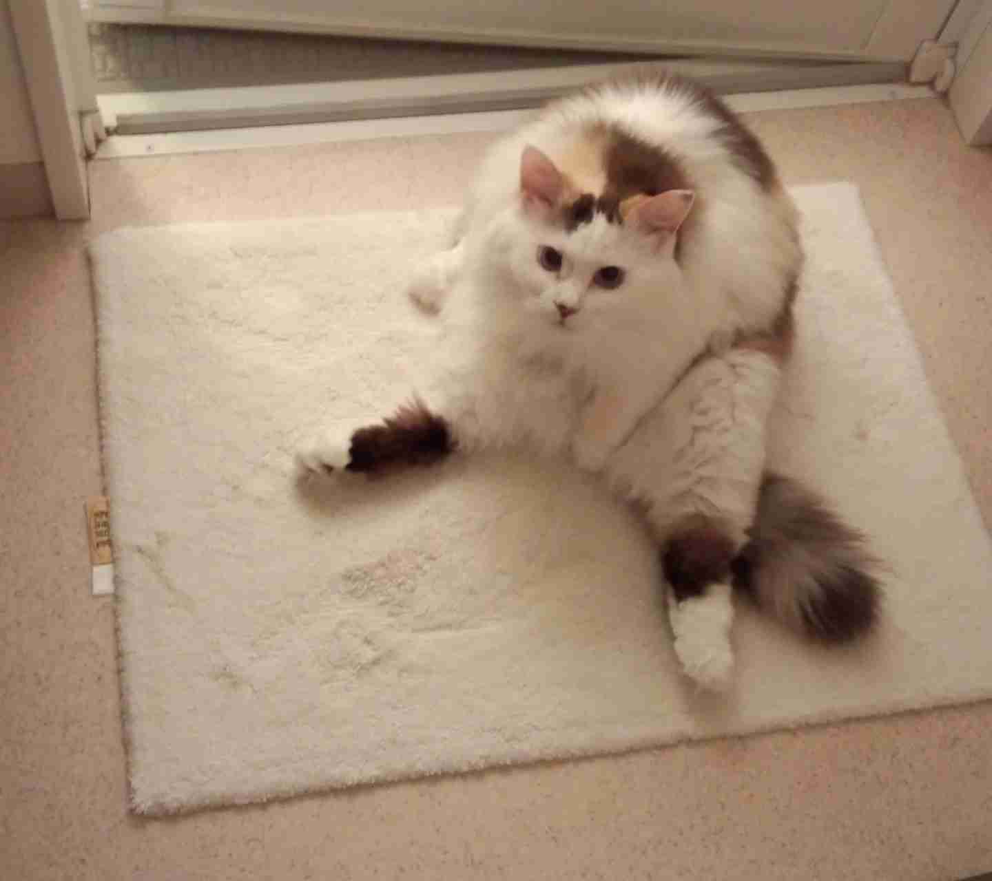 変なポーズの猫画像ください