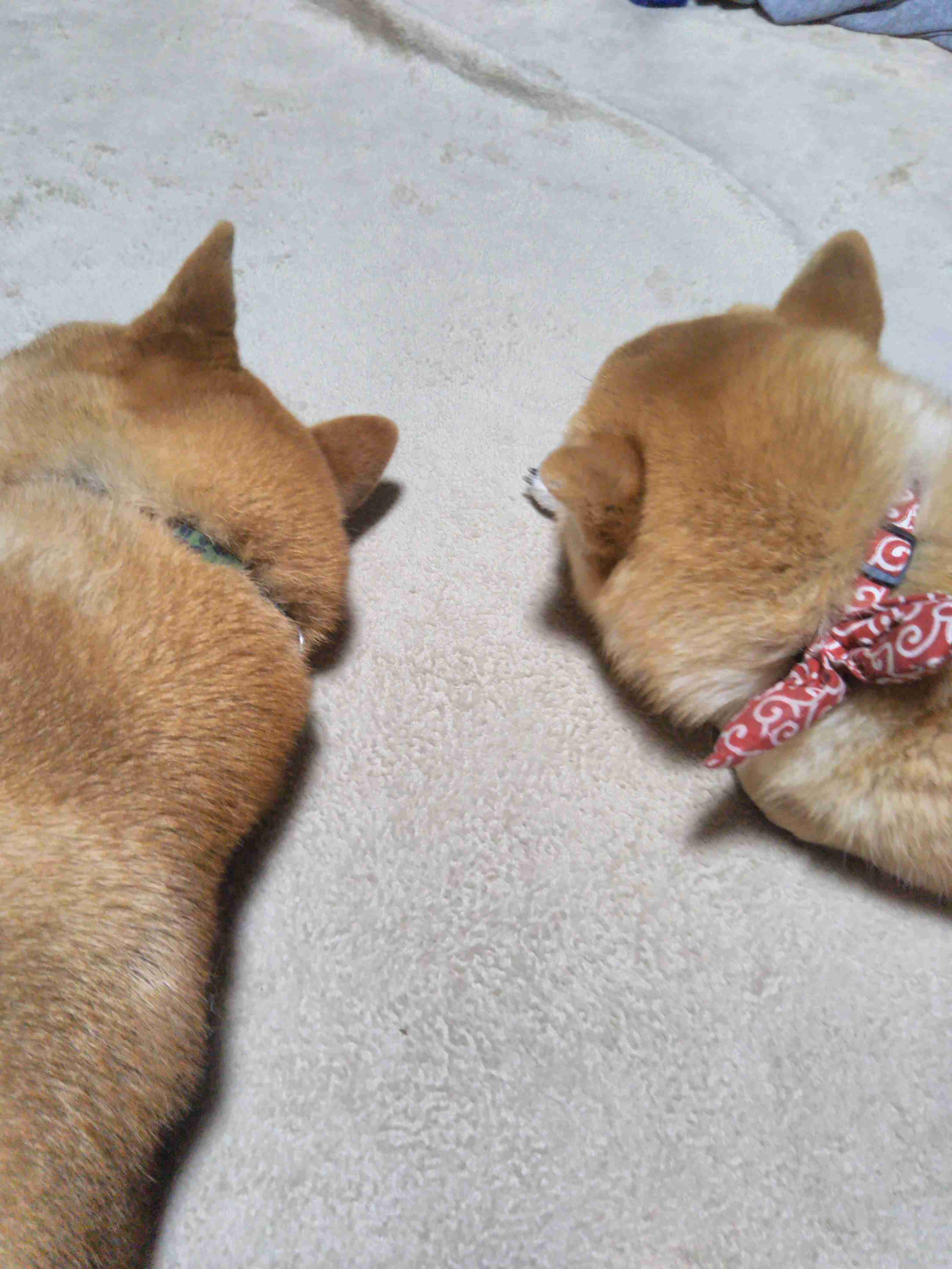 生活感溢れる写真☆part11