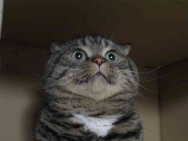 あざとい猫と寝顔ひどい猫を交互になってなくて良いから貼るトピ🐾part2