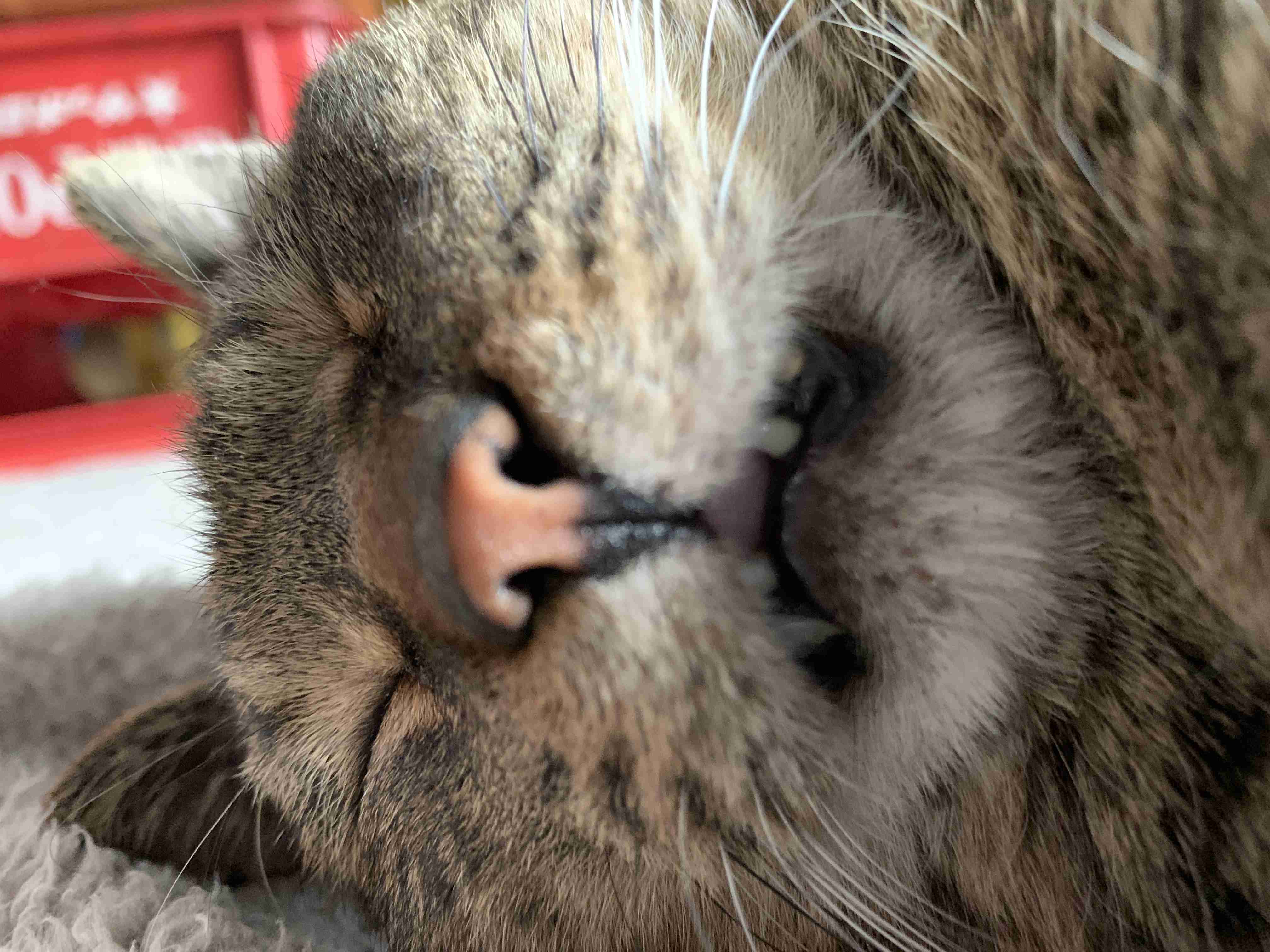 あざとい猫と寝顔ひどい猫を交互になってなくて良いから貼るトピ🐾part2