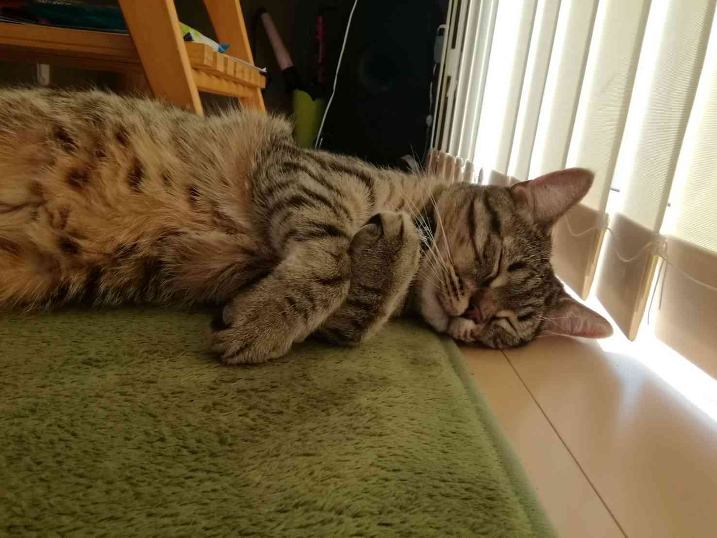 あざとい猫と寝顔ひどい猫を交互になってなくて良いから貼るトピ🐾part2